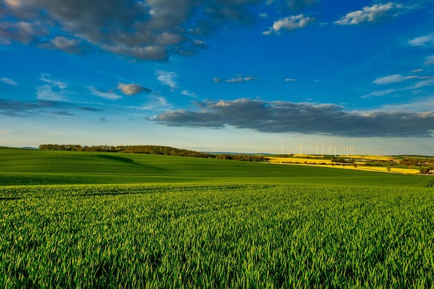 Groene velden van jonge tarwe op een veer