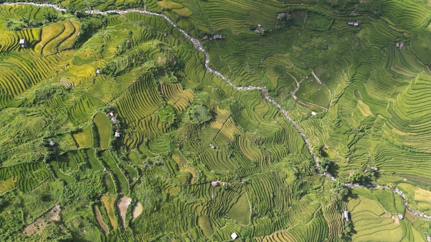 Groene veldrijst in Mu Cang Chai, Vietnam