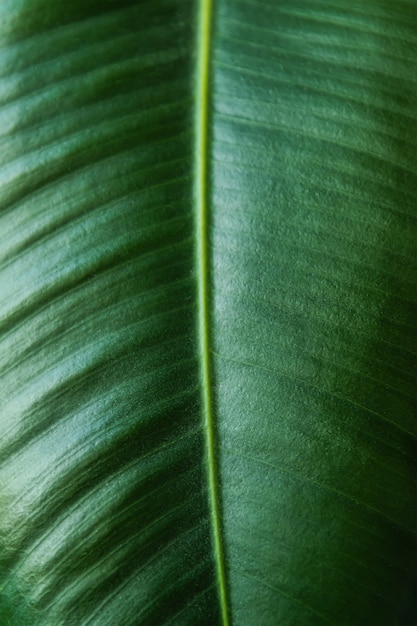 Groene verlof close-up textuur voor plantkunde tropische zomer achtergrond