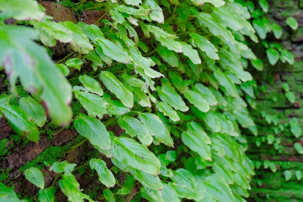 Groene verloftextuur