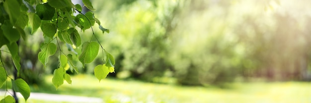 Groene verse berkenbladeren op een onscherpe achtergrond in het zonlicht