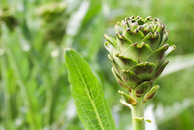 Groene verse biologische artisjok veld landbouw (Turkije / Izmir / Urla)