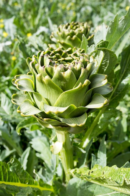 Groene verse biologische artisjok veld landbouw (Turkije / Izmir / Urla)