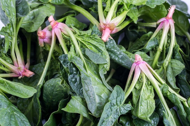 Groene verse biologische spinazie op de witte achtergrond