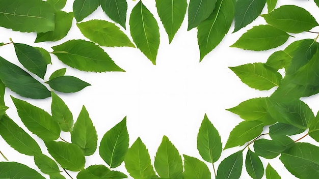Groene verse bladeren in een cirkel op een witte achtergrond