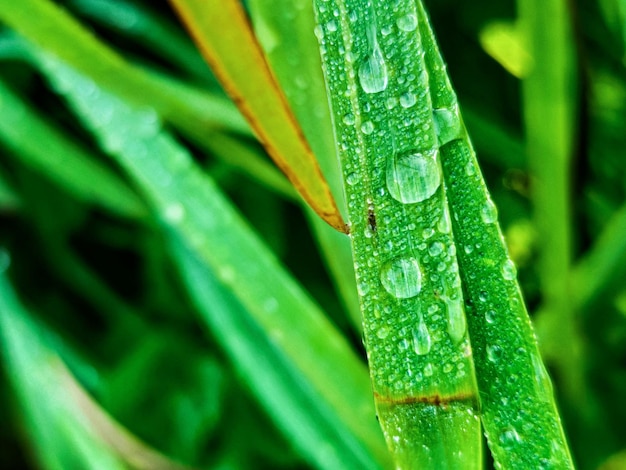 Groene verse bladeren met waterdruppels