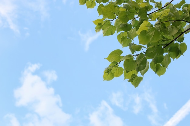 Groene verse bladeren van bomen aan een heldere blauwe lucht