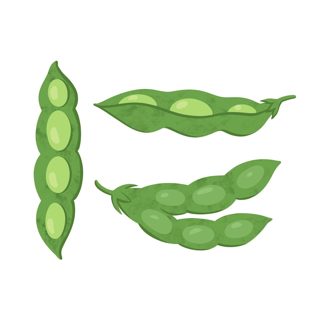 Groene verse bonenschil met zaden soja natuurlijke groenteplant