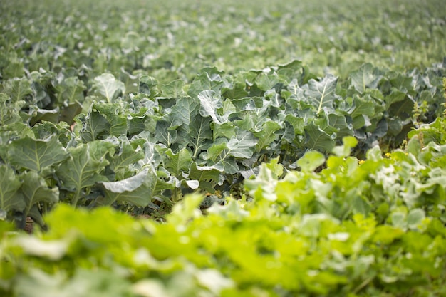 Groene verse groeiende kool in veld