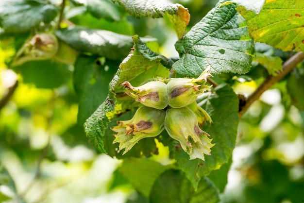 Groene verse hazelnootboom landbouw. Turkije / Ordu