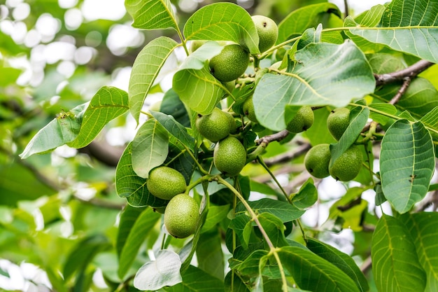 Groene verse hazelnoten op tak de plantkundetak van de tuinwalnoot