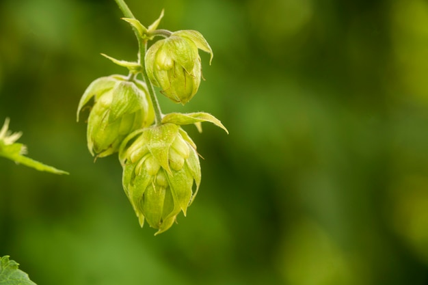 Groene verse hopbellen voor het maken van bier en broodclose-up, landbouwachtergrond.