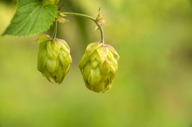 Groene verse hopbellen voor het maken van bier en broodclose-up, landbouwachtergrond.