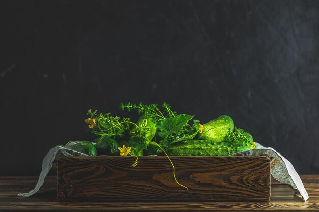 Groene verse komkommer in houten kist Donkere achtergrond Close-up GGO-vrije groene komkommers Natuurlijk lekker eten