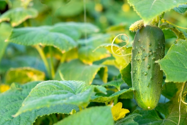 Groene verse komkommerplant rijpt in de tuin op biologische boerderij komkommer gewassen planten en groeien komkommer met gele bloemen in moestuin close-up