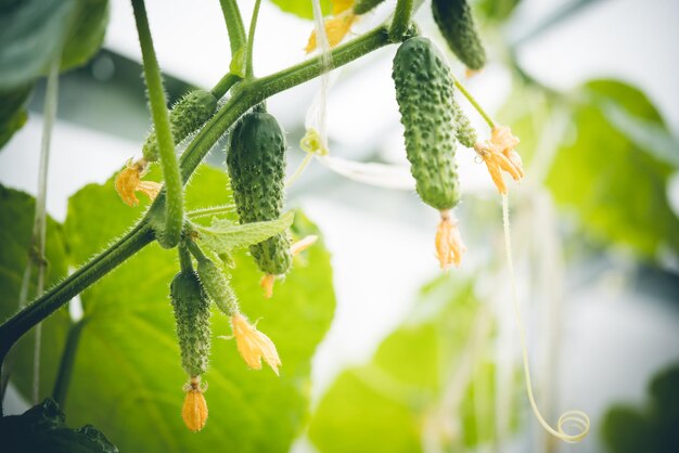 Groene verse komkommers