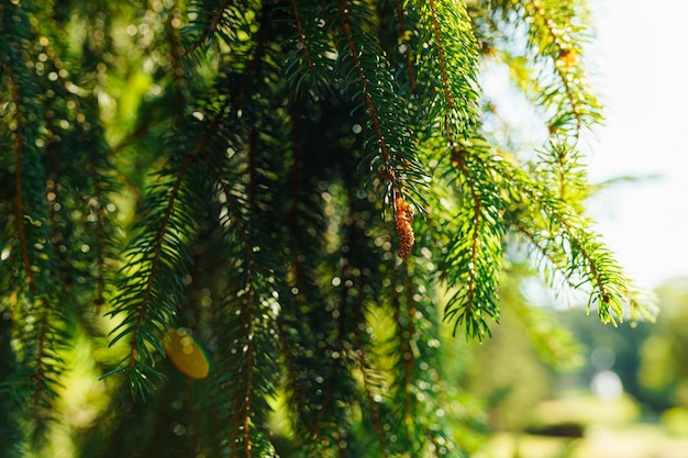 groene verse naalden van naaldboom in tegenlicht, soft focus, bokeh