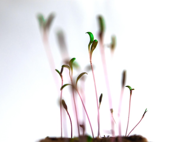 Groene verse nieuwe planten in een biologisch afbreekbare pot op een witte achtergrond zaailingen thuis