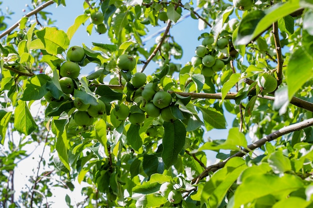 Groene verse peren die op een boom groeien. Perenboom met peren.