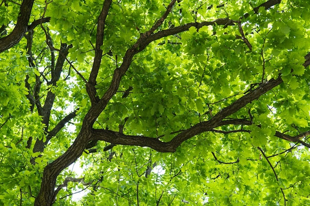 Groene verse Quercus robur Onderaanzicht van de bladeren en takken van de eik