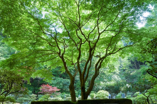 Groene verspreidende Japanse esdoorn in zomerbos