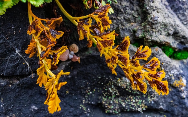 Groene vetplanten Natuur Macrofotografie Scherp tot vervagingseffect