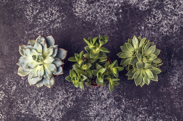 Groene vetplanten op donkere tafel.