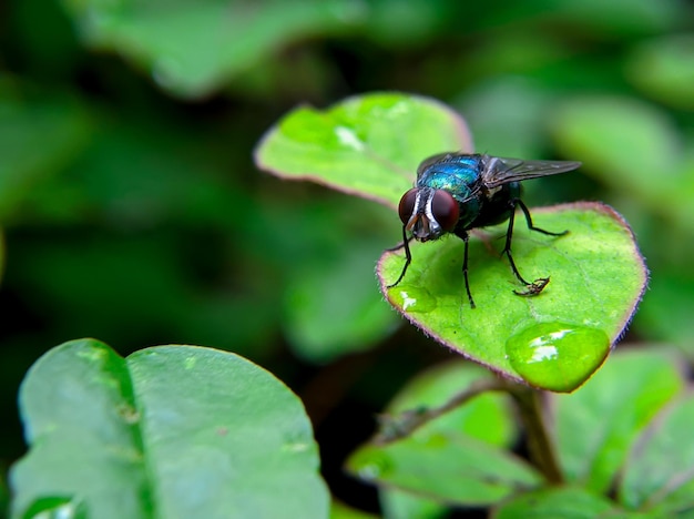 Groene vlieg of bosvlieg op een vers blad