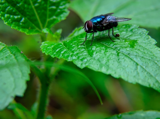 Groene vlieg of bosvlieg op een vers blad