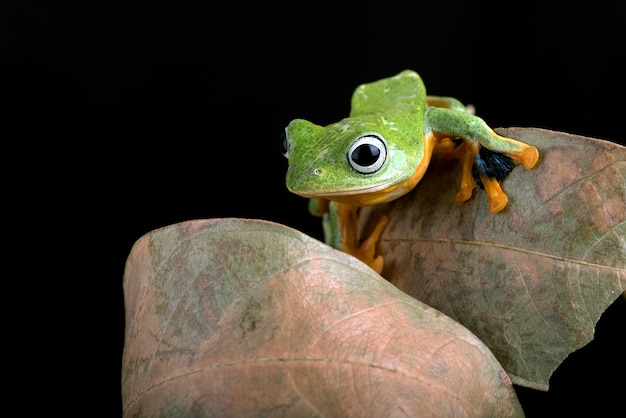 Groene vliegende boomkikker op blad