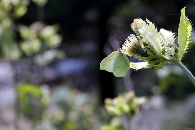 Groene vlinder zittend op een bloem