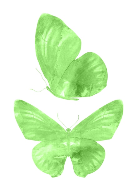 Groene vlinders geïsoleerd op een witte achtergrond. tropische motten. insecten voor ontwerp. aquarel verven