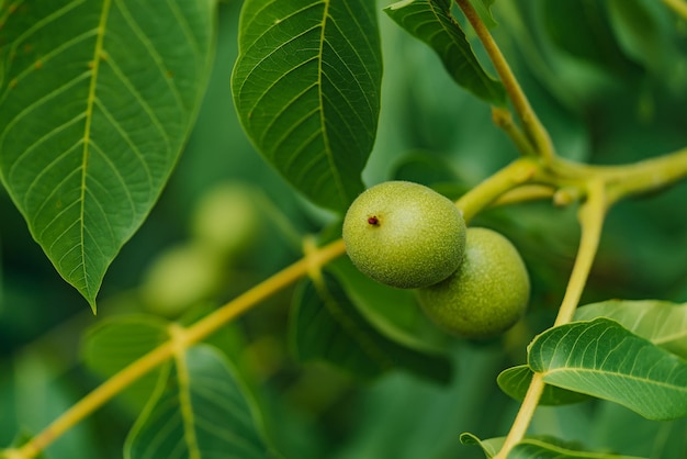 Groene vrucht van de walnoot op de tak Walnotenboom