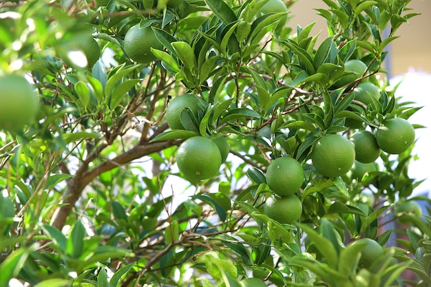 Groene vruchten en bladeren van de mandarijnboom