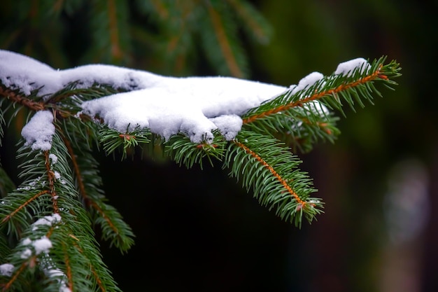 Groene vuren tak bedekt met sneeuw