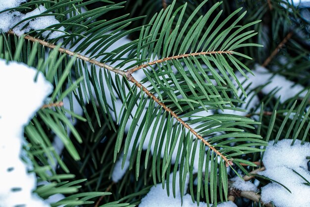 Groene vuren takken bedekt met sneeuw. Besneeuwde winter. Besneeuwde bomen. Nieuwjaar en Kerstmis. Detailopname.
