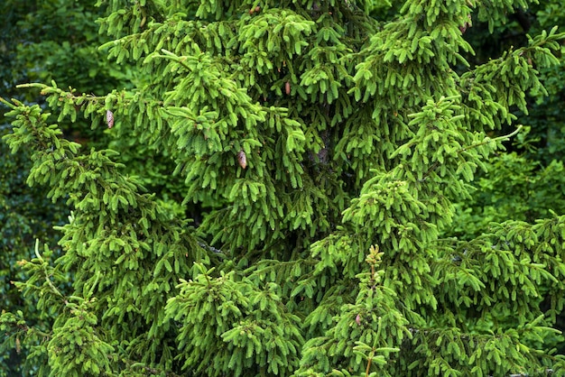 Groene vuren takken