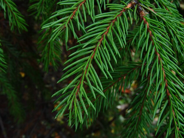 Groene vuren takken