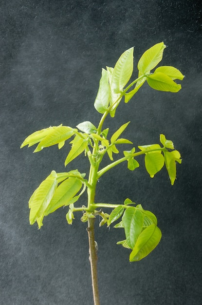 Groene walnootbladeren in waterdruppels.