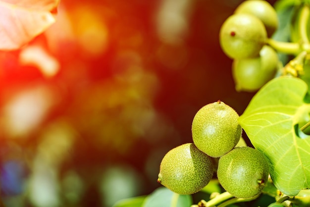 Groene walnoten die aan de boom hangen met een onscherpe achtergrond Foto van onrijpe groene walnoten op een tak Macro-opname