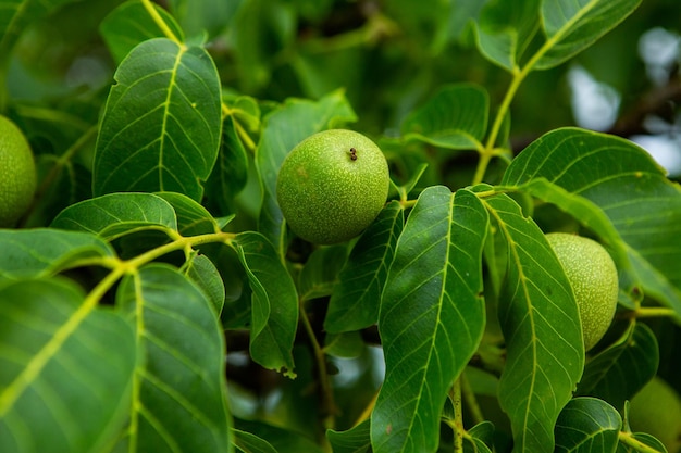Groene walnoten groeien in de zomer aan een boom in de tuin