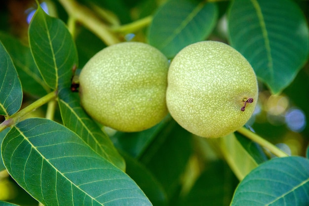 Groene walnoten op een tak van een boom in de tuin