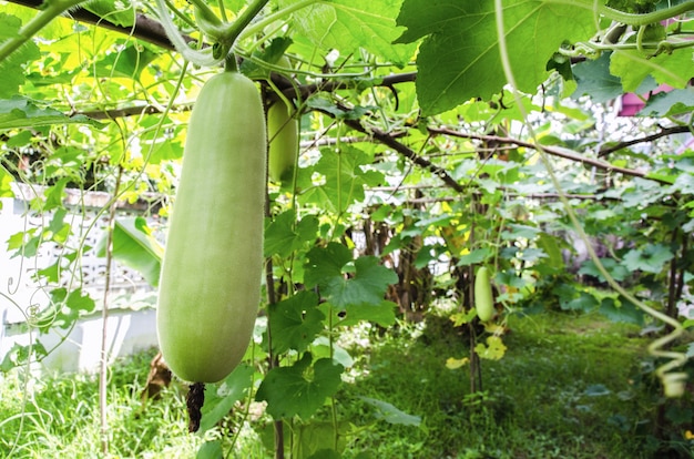 Groene waspompoen op houten taklandbouwkunde van Thailand