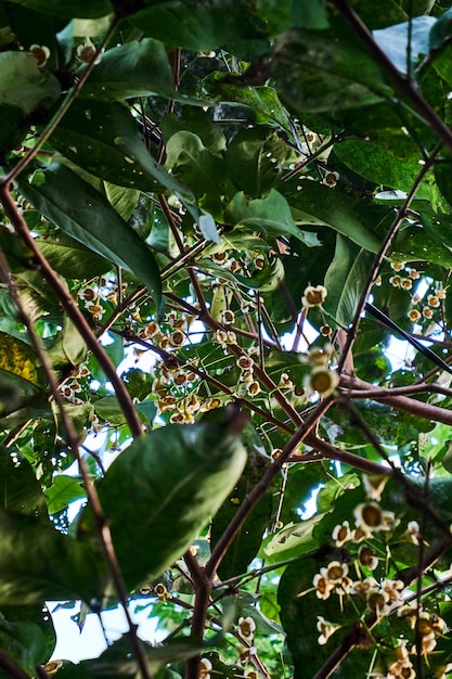 Groene waterappel of Syzygium samarangense aan een zeer verse boom