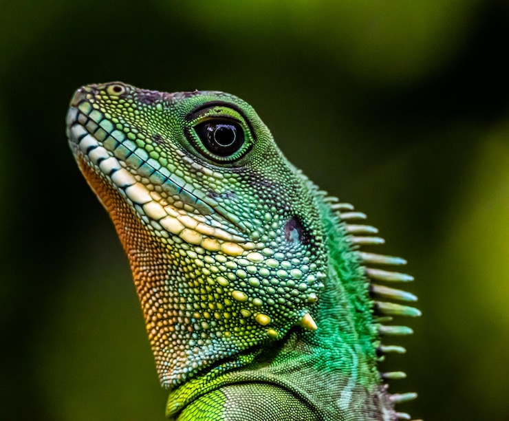 Foto groene waterdraak.
