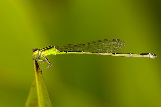 Groene waterjuffers