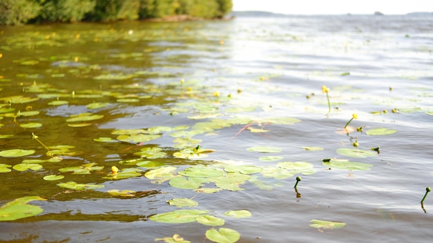 Groene waterleliebladeren in rivier of meer