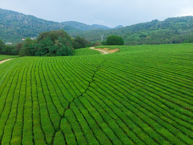 Groene watervallen van theeplantages hoog in de bergen. Groene theestruiken op een boerderij in Sochi