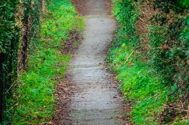 Groene weg in een park