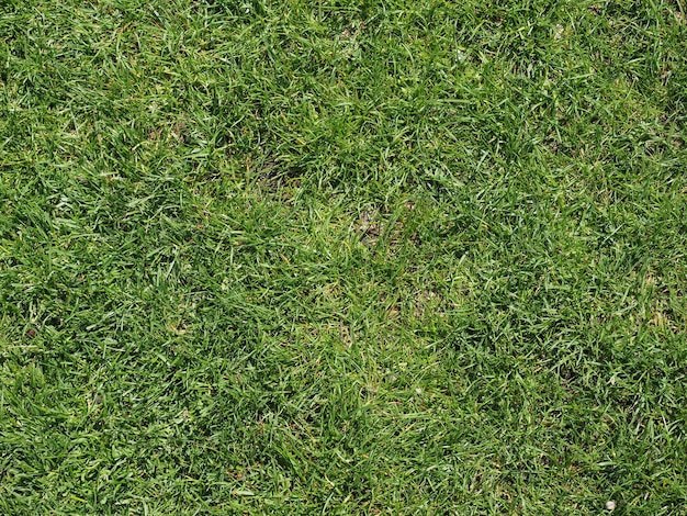 Groene weide achtergrond